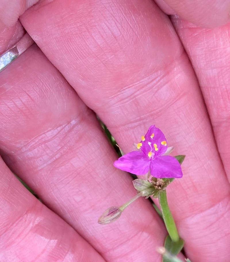 Littleflower Roseling