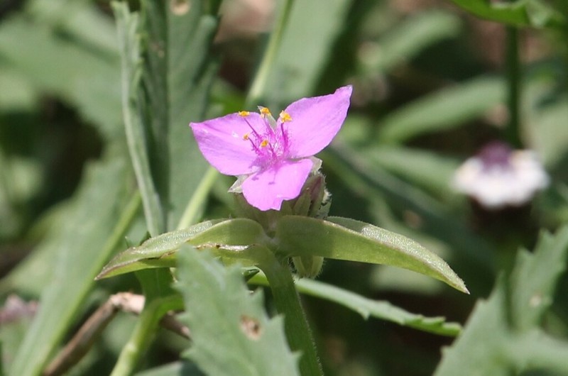 Littleflower Roseling photo 2
