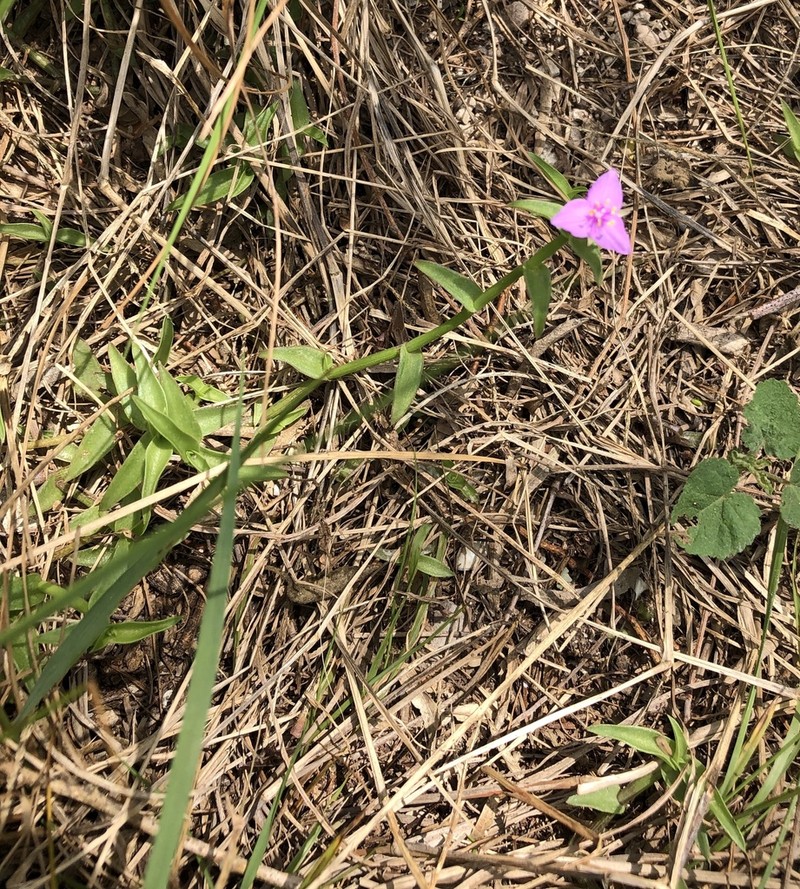 Littleflower Roseling photo 3
