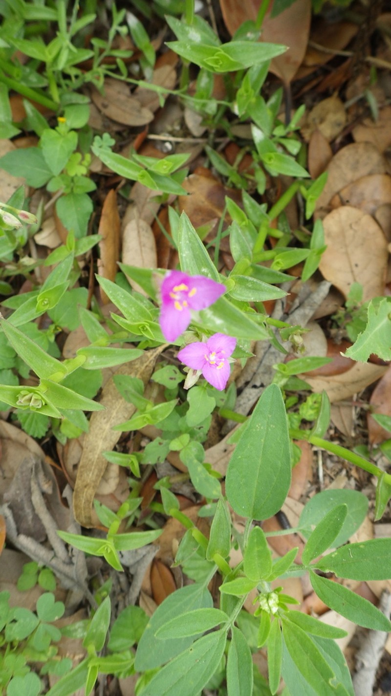 Littleflower Roseling photo 5
