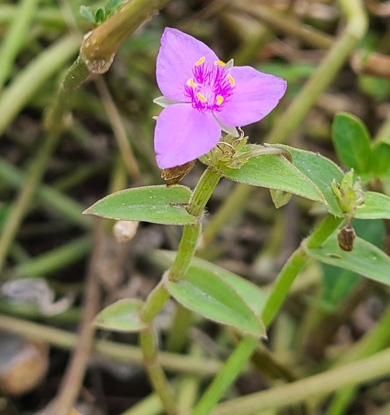 Littleflower Roseling photo 6