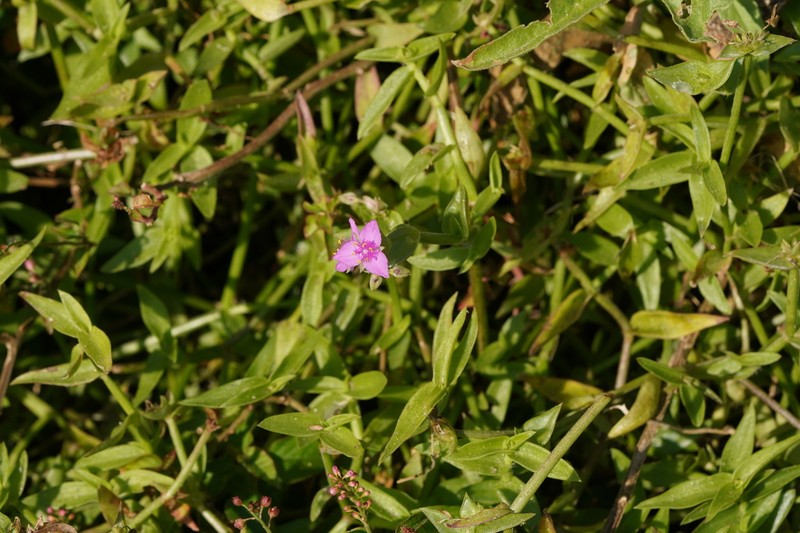 Littleflower Roseling photo 7