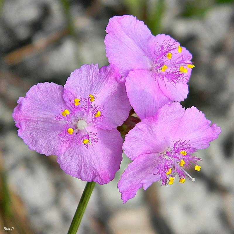 Florida Scrub Roseling