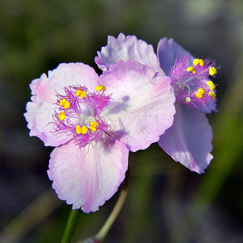 Florida Scrub Roseling
