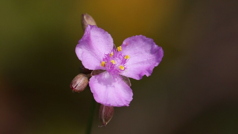 Florida Scrub Roseling photo 2