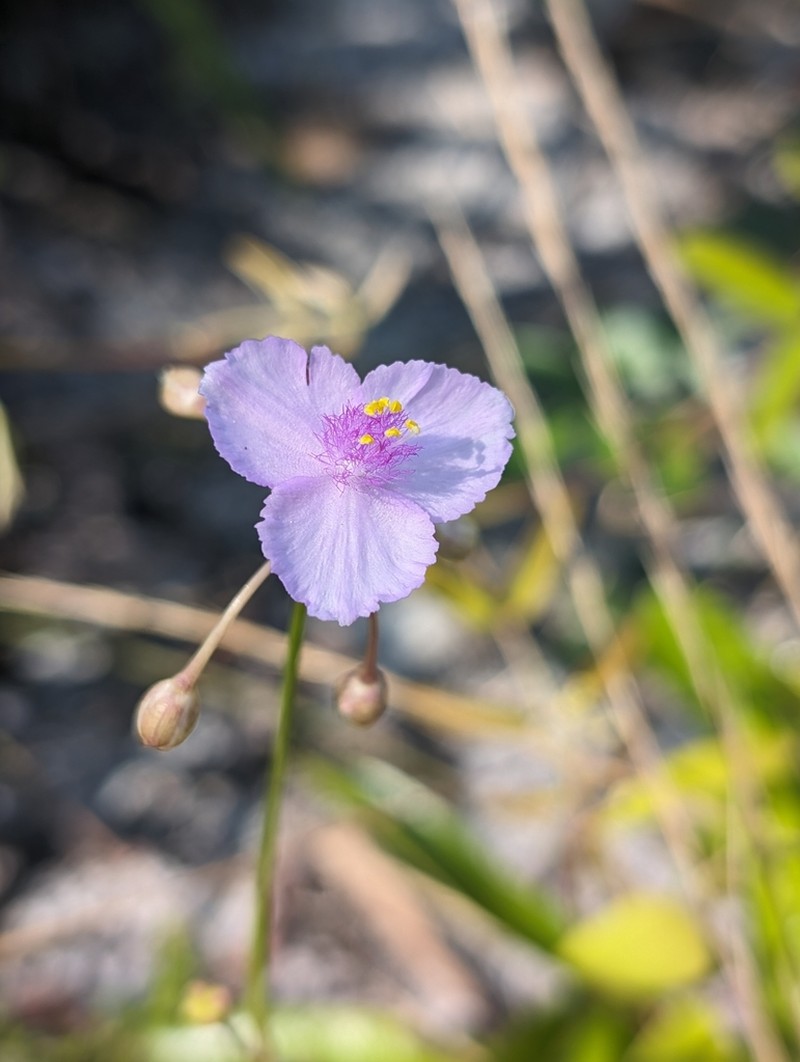 Florida Scrub Roseling photo 3