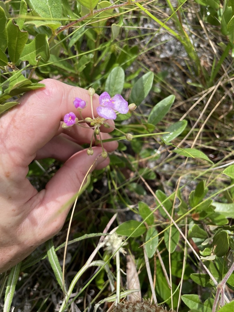 Florida Scrub Roseling photo 4