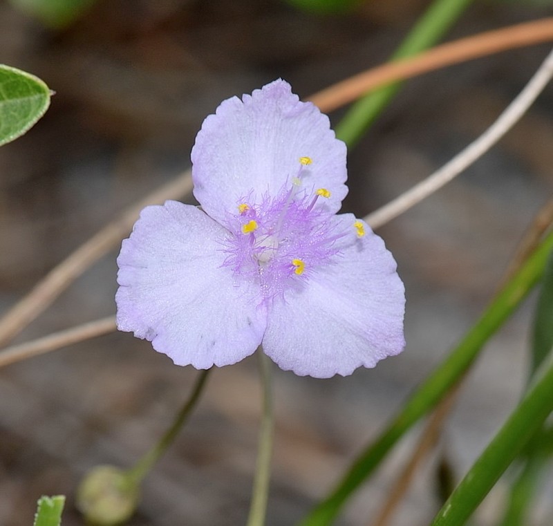Florida Scrub Roseling photo 5