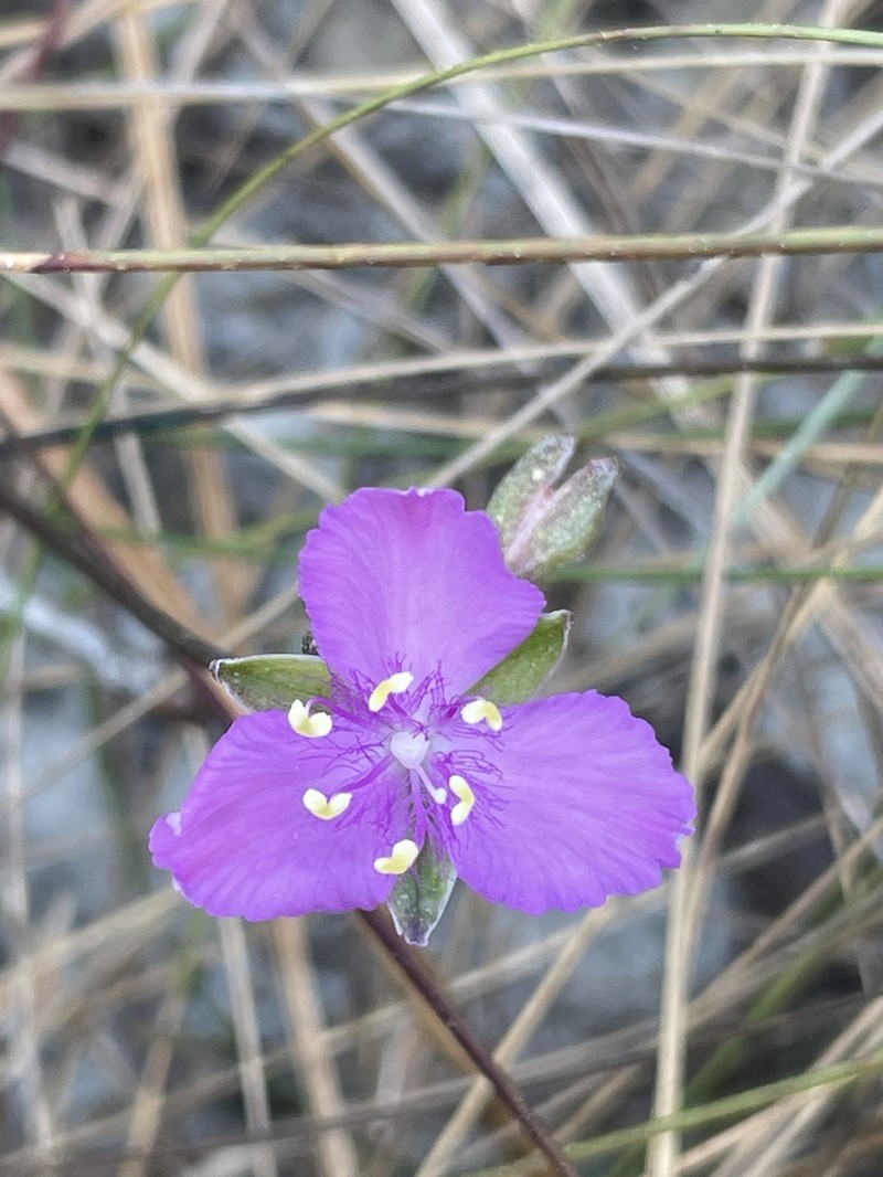 Florida Scrub Roseling photo 6