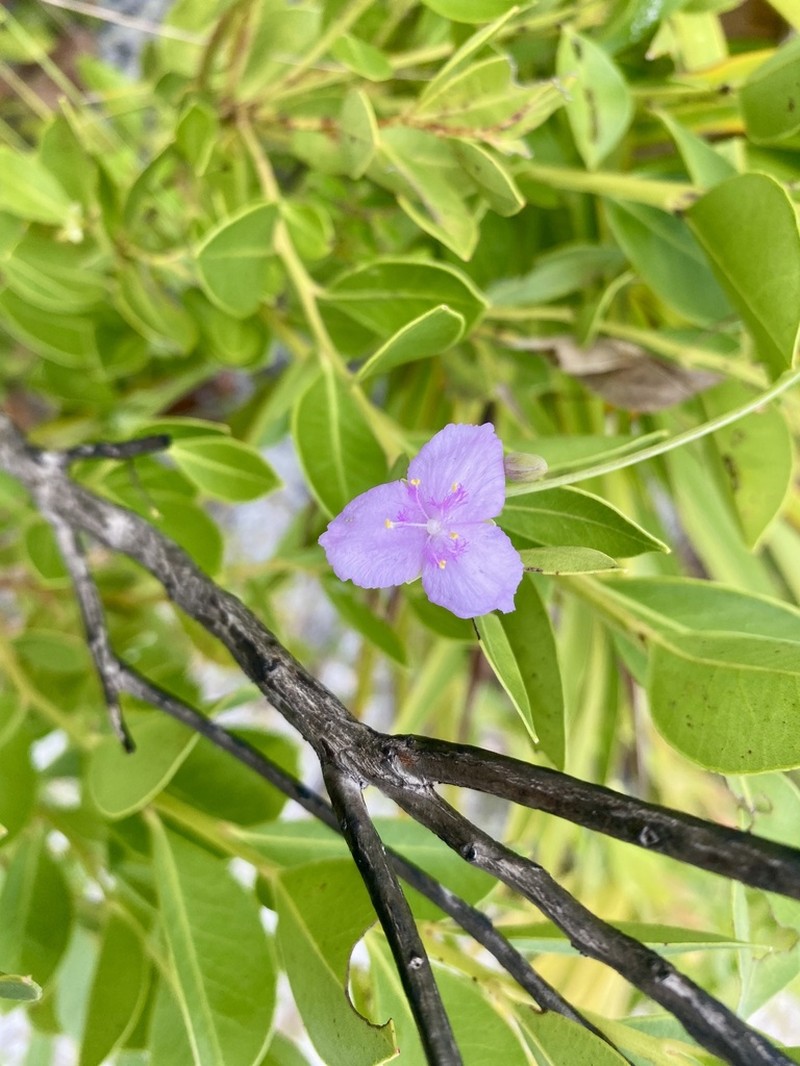 Florida Scrub Roseling photo 7