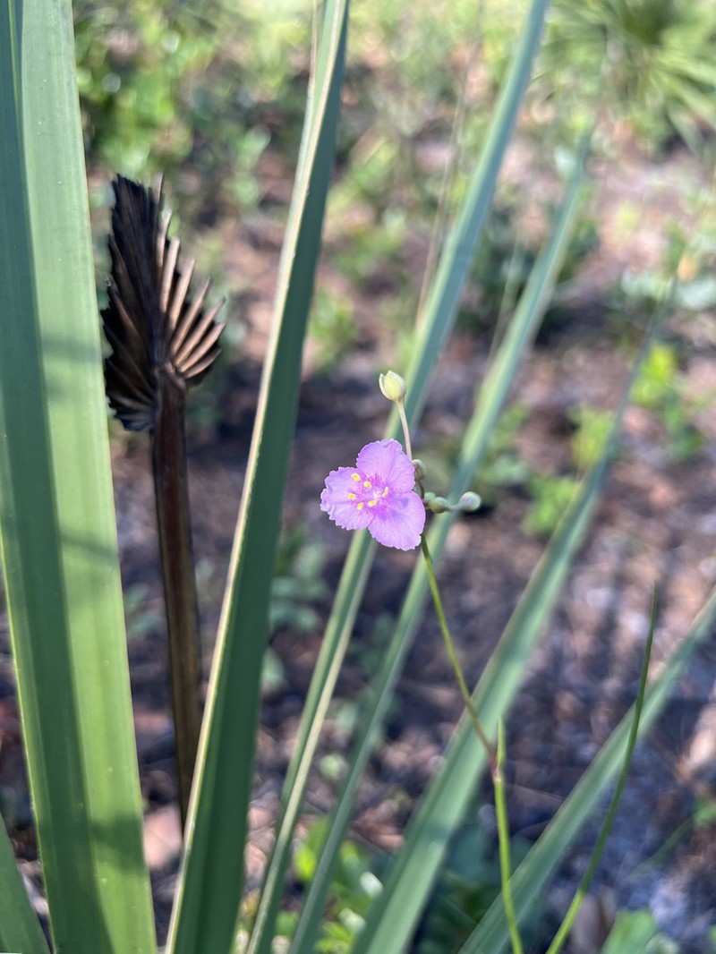 Florida Scrub Roseling photo 8