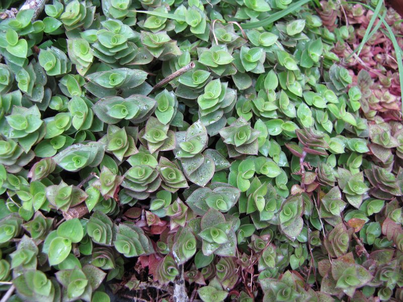 Creeping Inchplant
