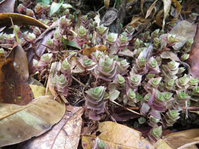Creeping Inchplant photo 2