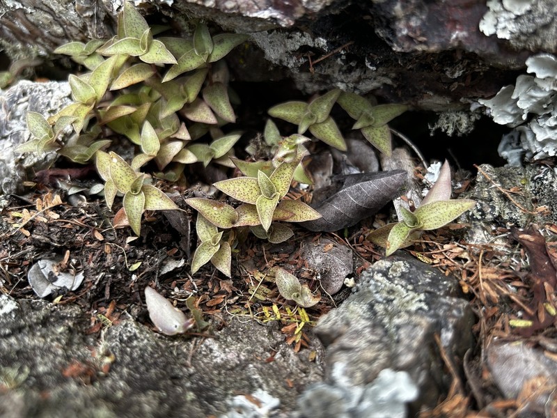 Creeping Inchplant photo 3