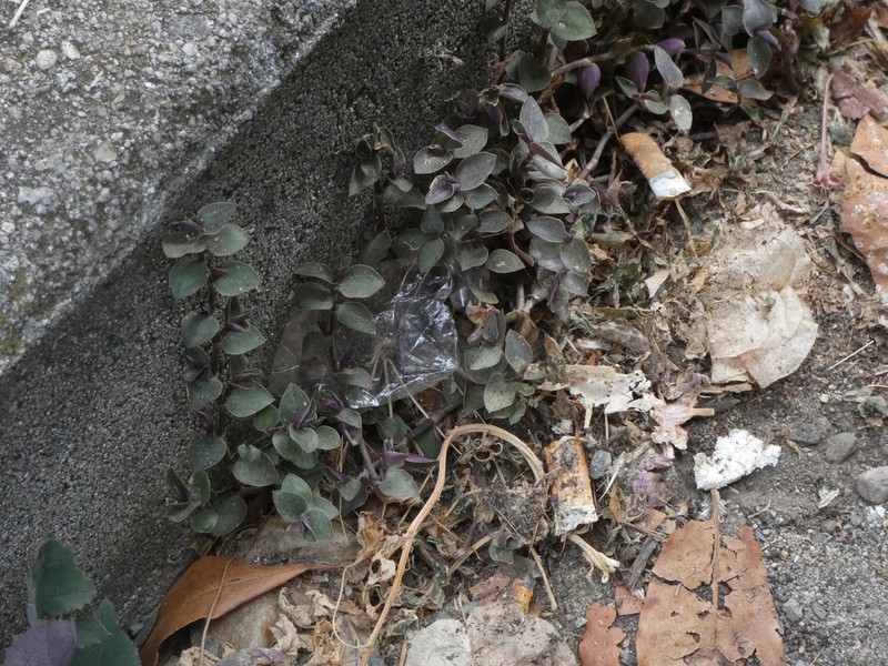 Creeping Inchplant photo 4