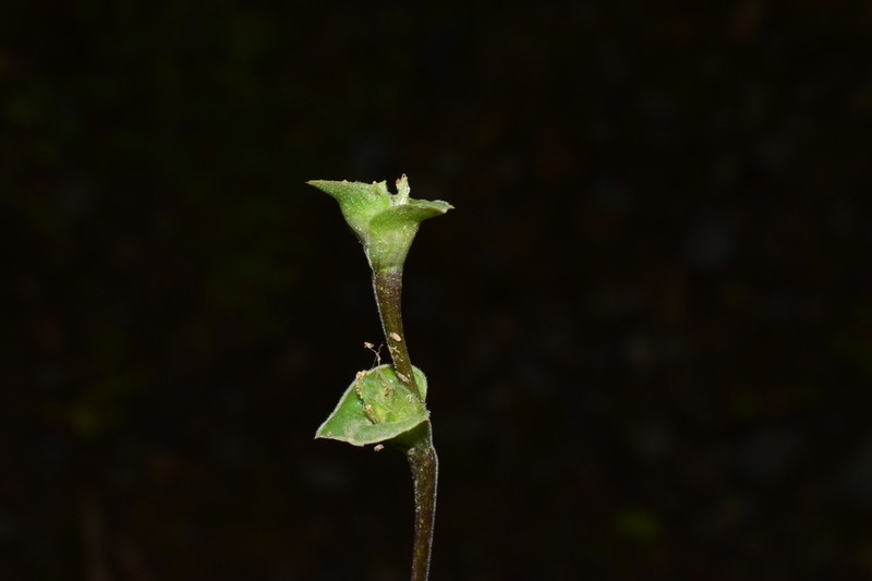 Creeping Inchplant photo 5