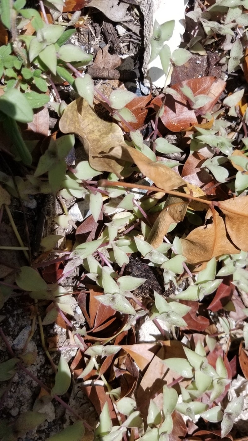 Creeping Inchplant photo 6