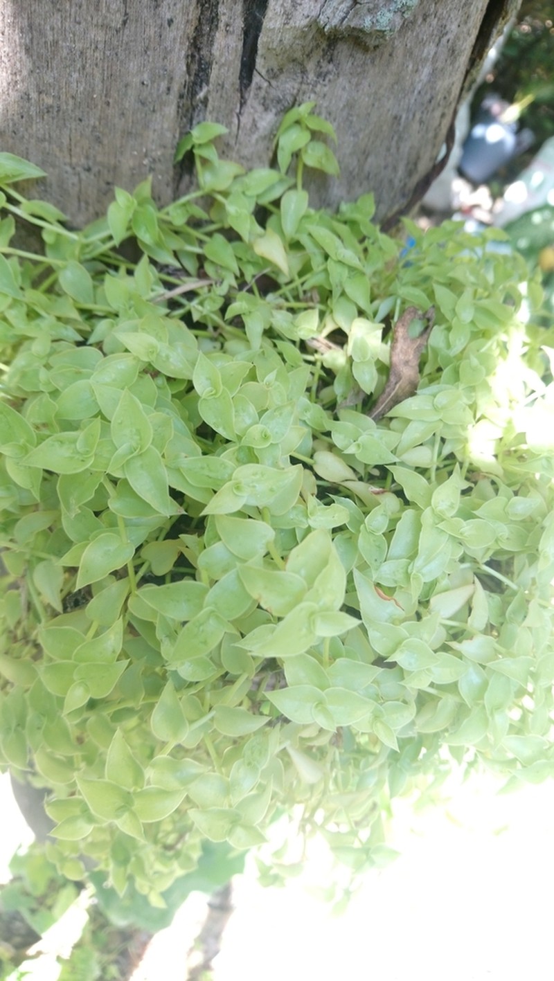 Creeping Inchplant photo 7