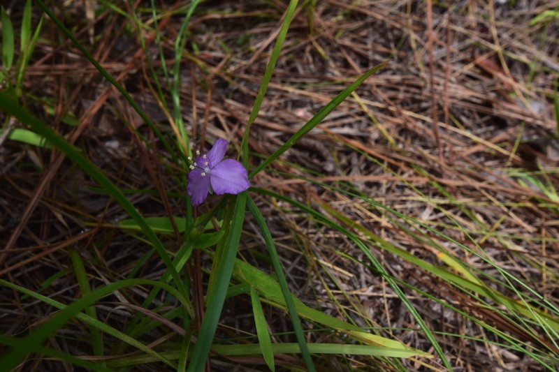 Piedmont Roseling photo 3