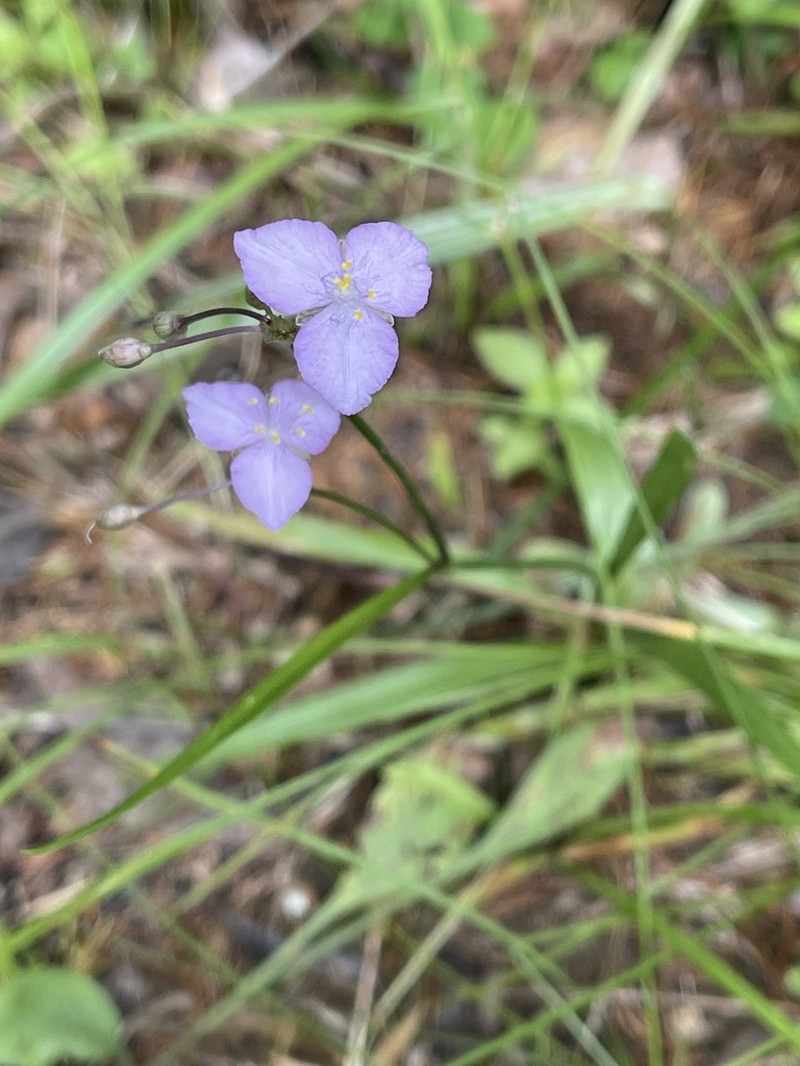 Piedmont Roseling photo 4