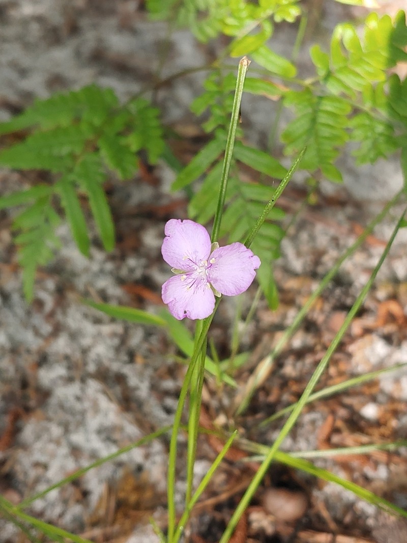 Piedmont Roseling photo 7