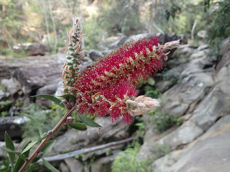 Callistemon acuminatus