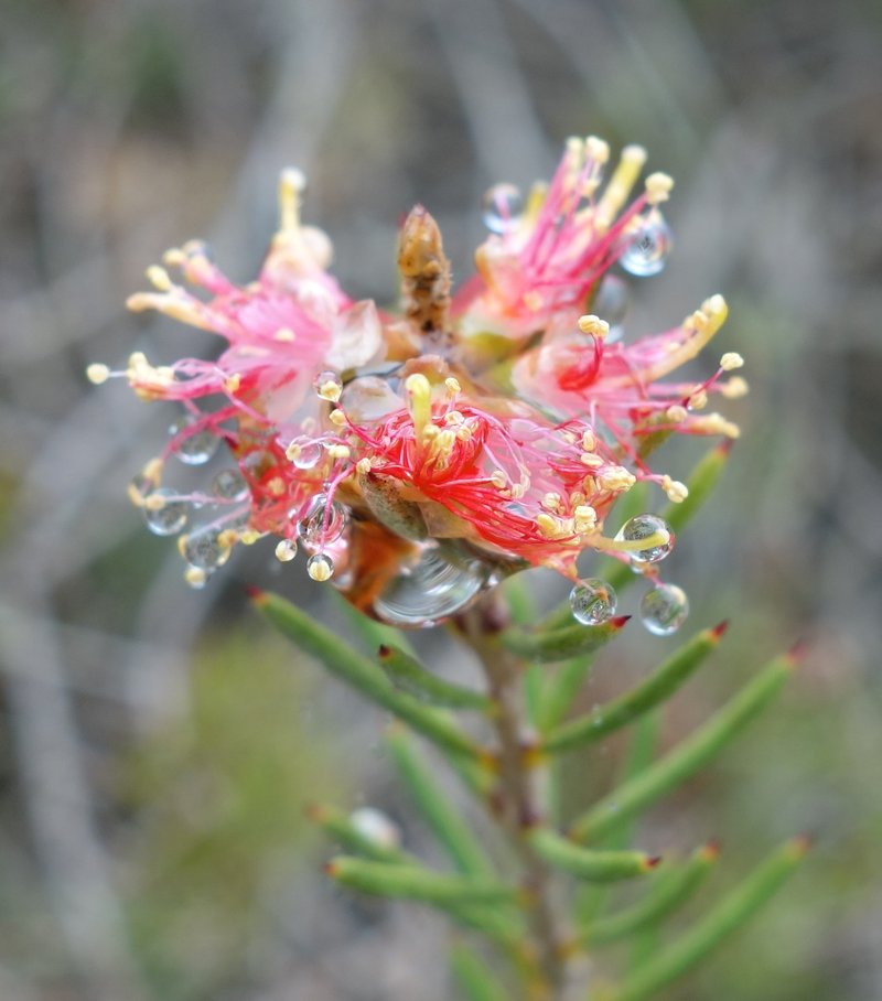 Prickly Bottlebrush