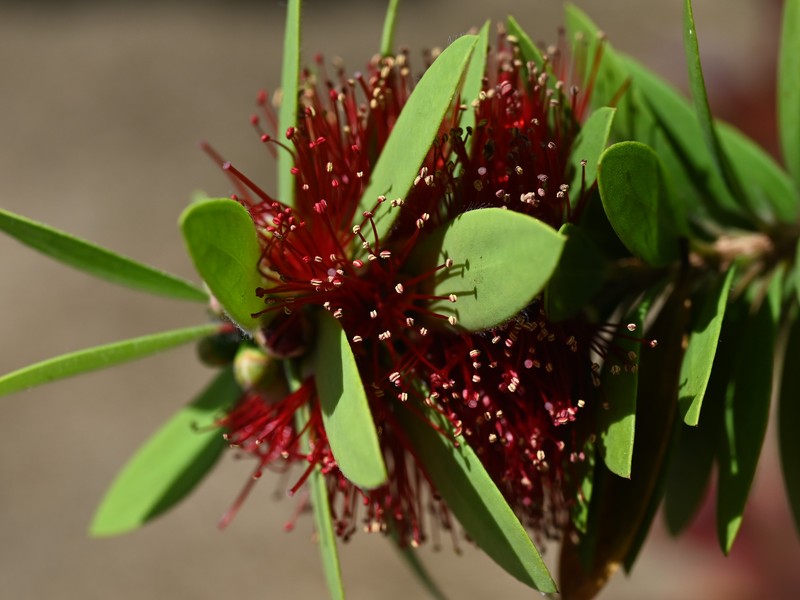 Crimson Bottlebrush photo 2
