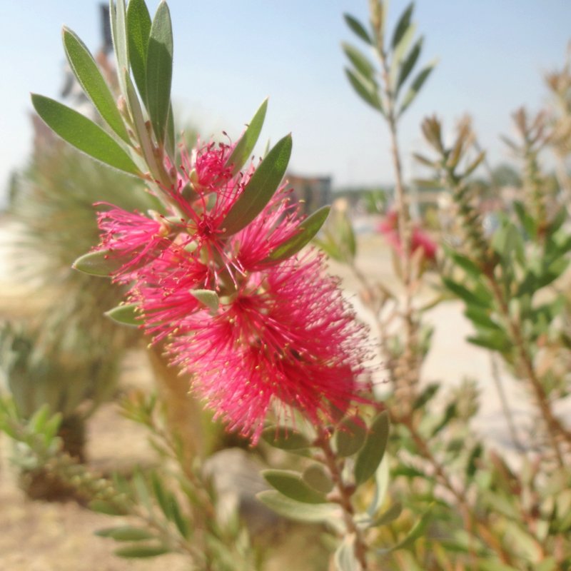 Crimson Bottlebrush photo 3