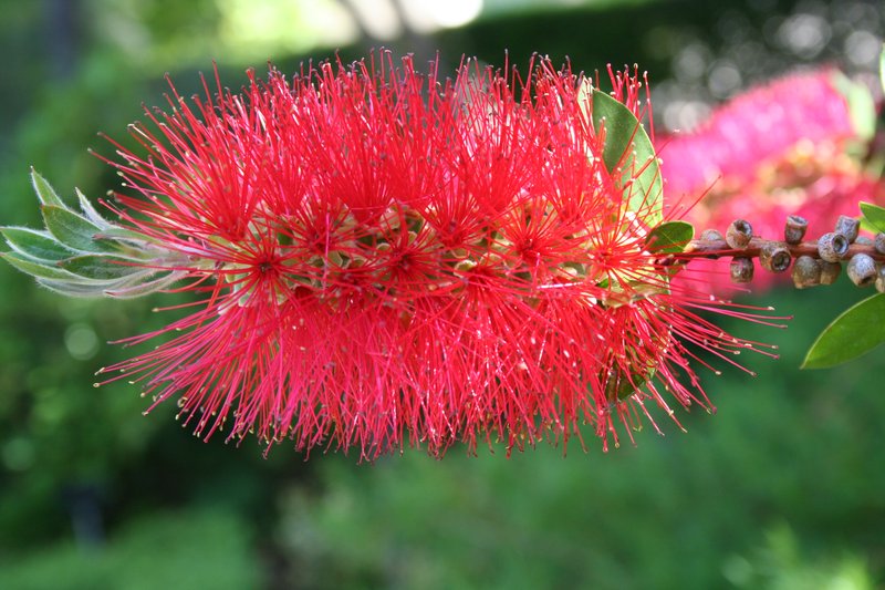 Cliff Bottlebrush
