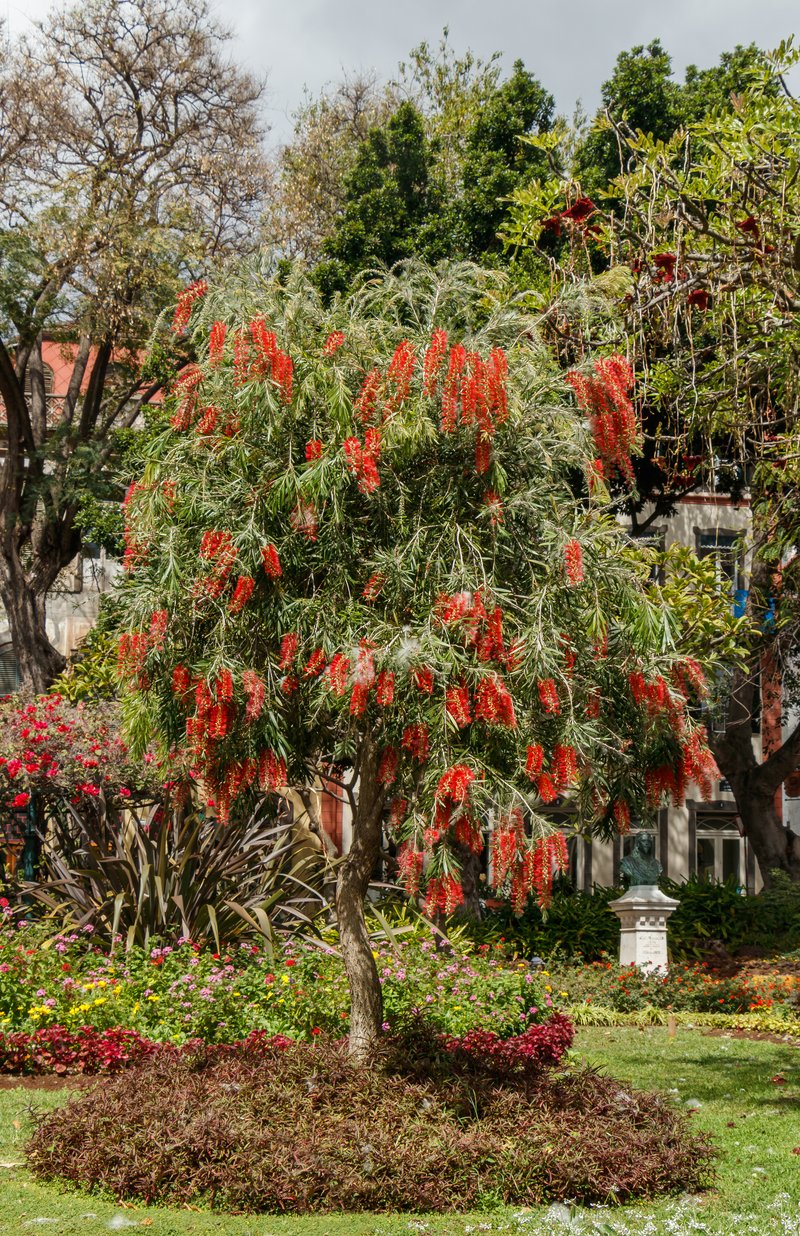 Narrow-Leaf Bottlebrush