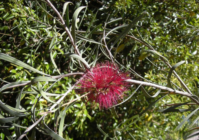 Lesser Bottlebrush