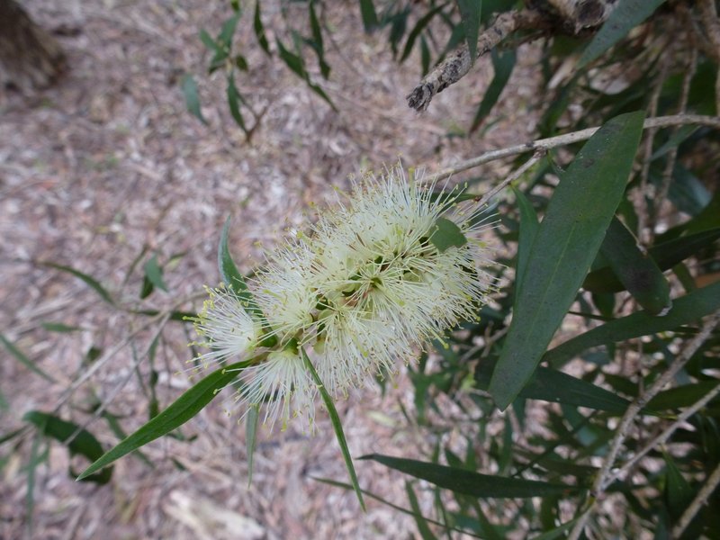 Callistemon shiressii