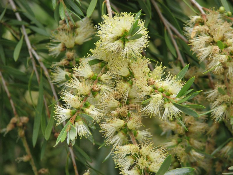 River Bottlebrush