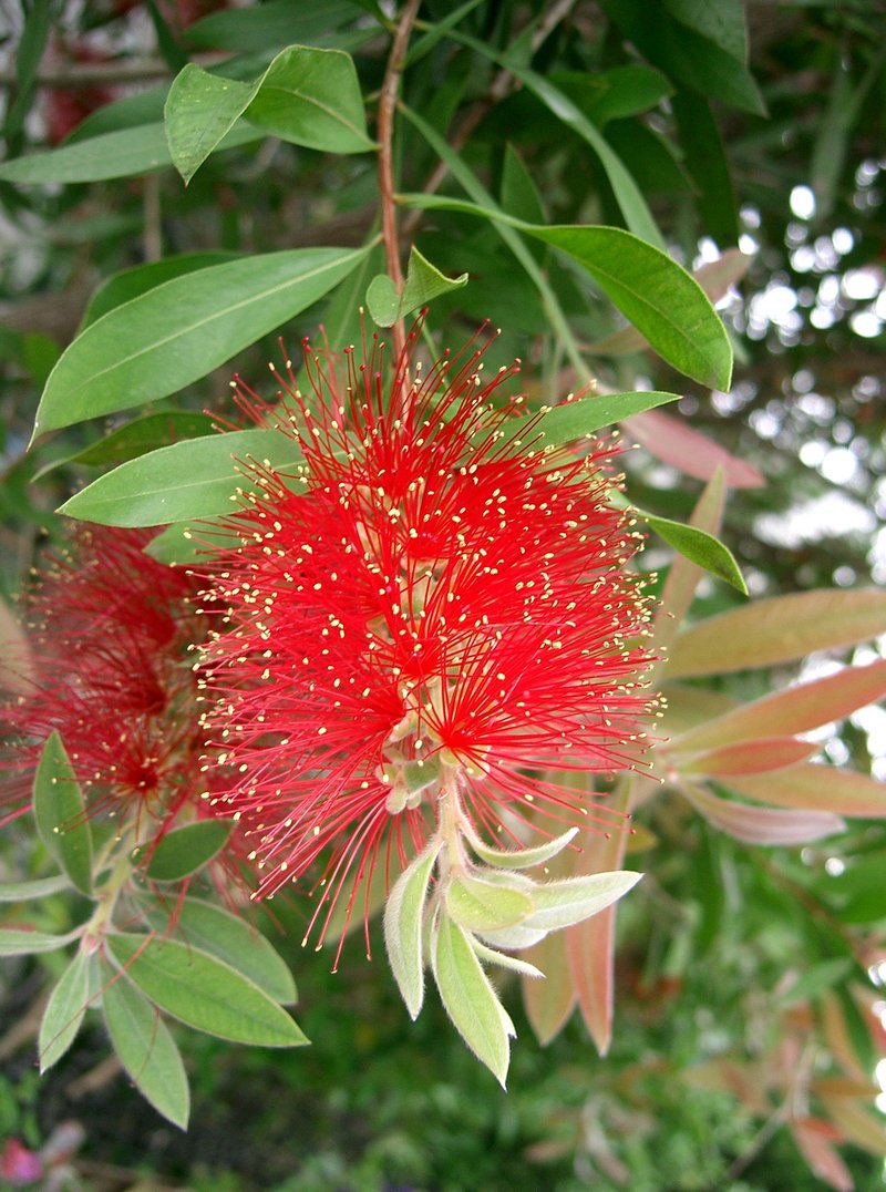 Gray Bottlebrush