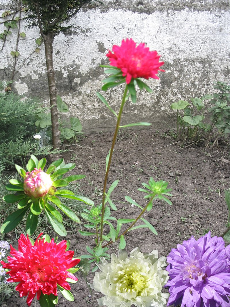 China Aster photo 2