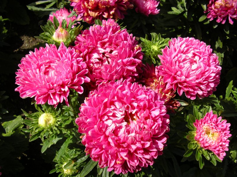 China Aster photo 3