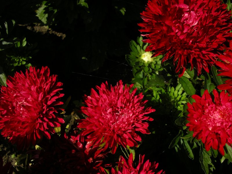China Aster photo 4