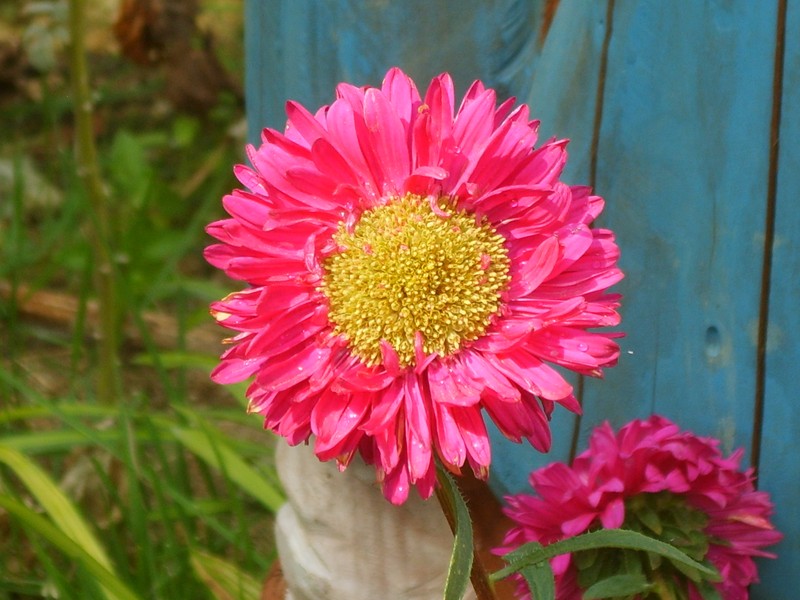 China Aster photo 5