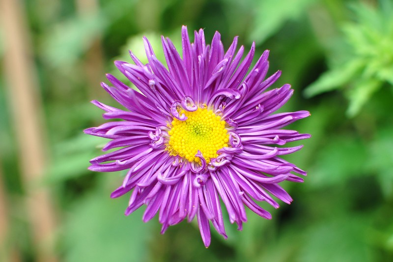 China Aster photo 6