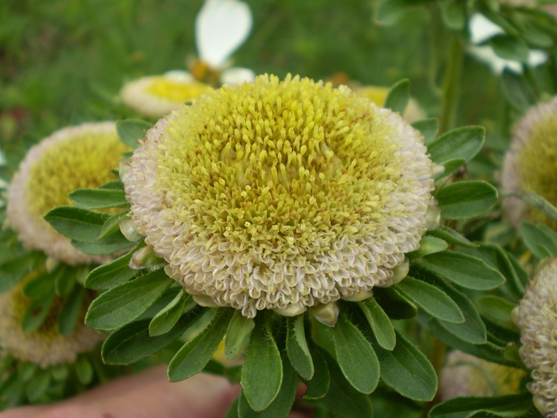China Aster photo 7