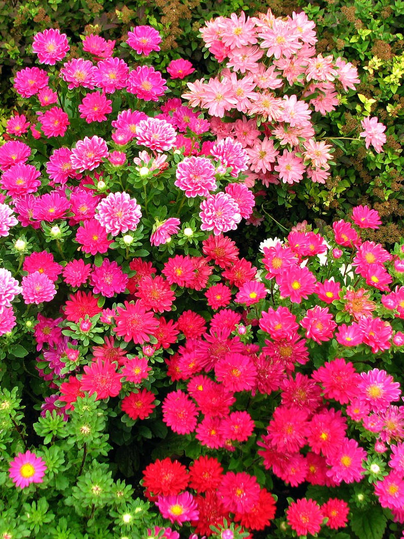 China Aster photo 8