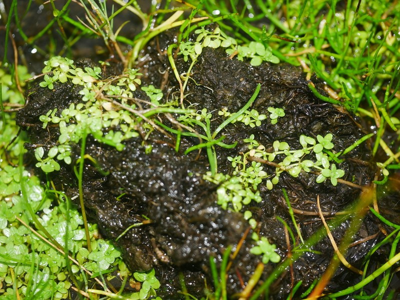 Callitriche chathamensis