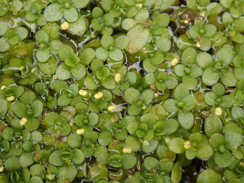 Callitriche chathamensis photo 2