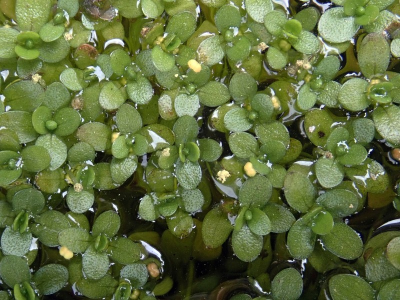 Callitriche chathamensis photo 4