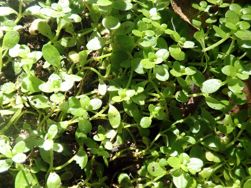 Callitriche chathamensis photo 8