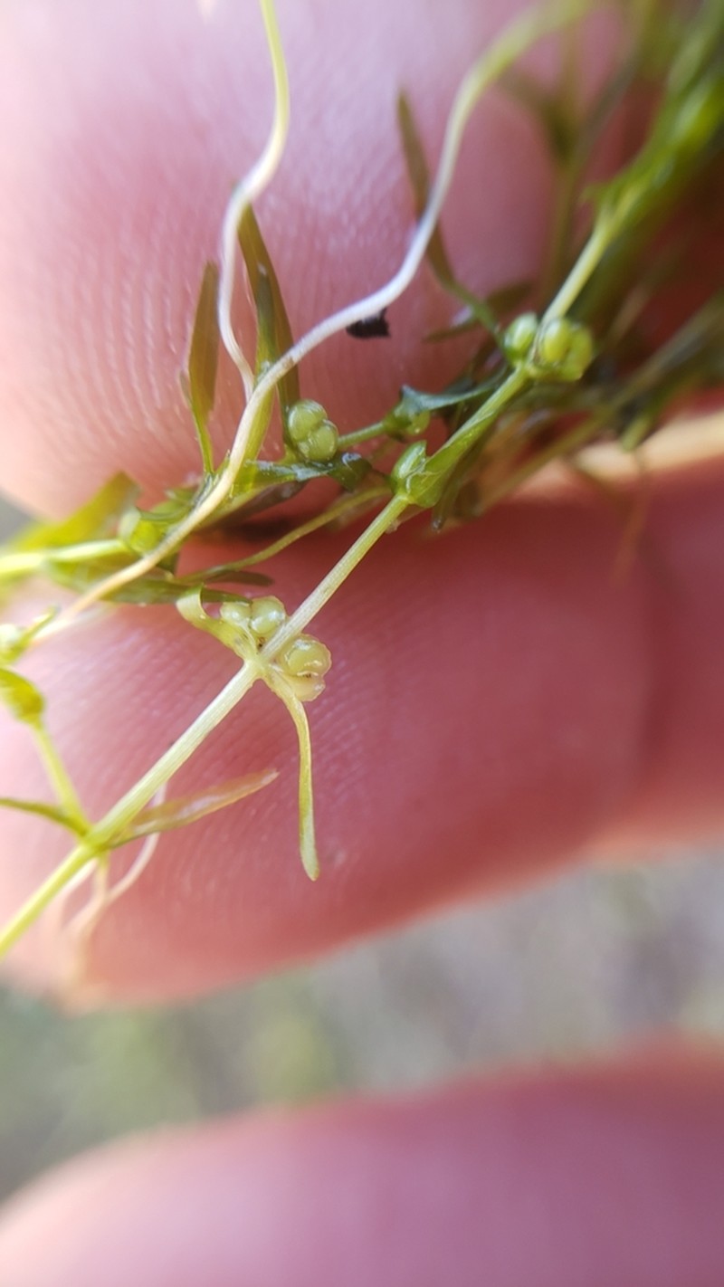 Fassett's Water-Starwort