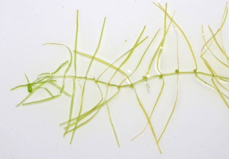 Fassett's Water-Starwort photo 4