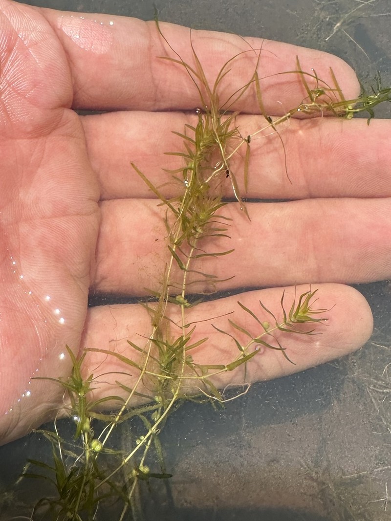 Fassett's Water-Starwort photo 5