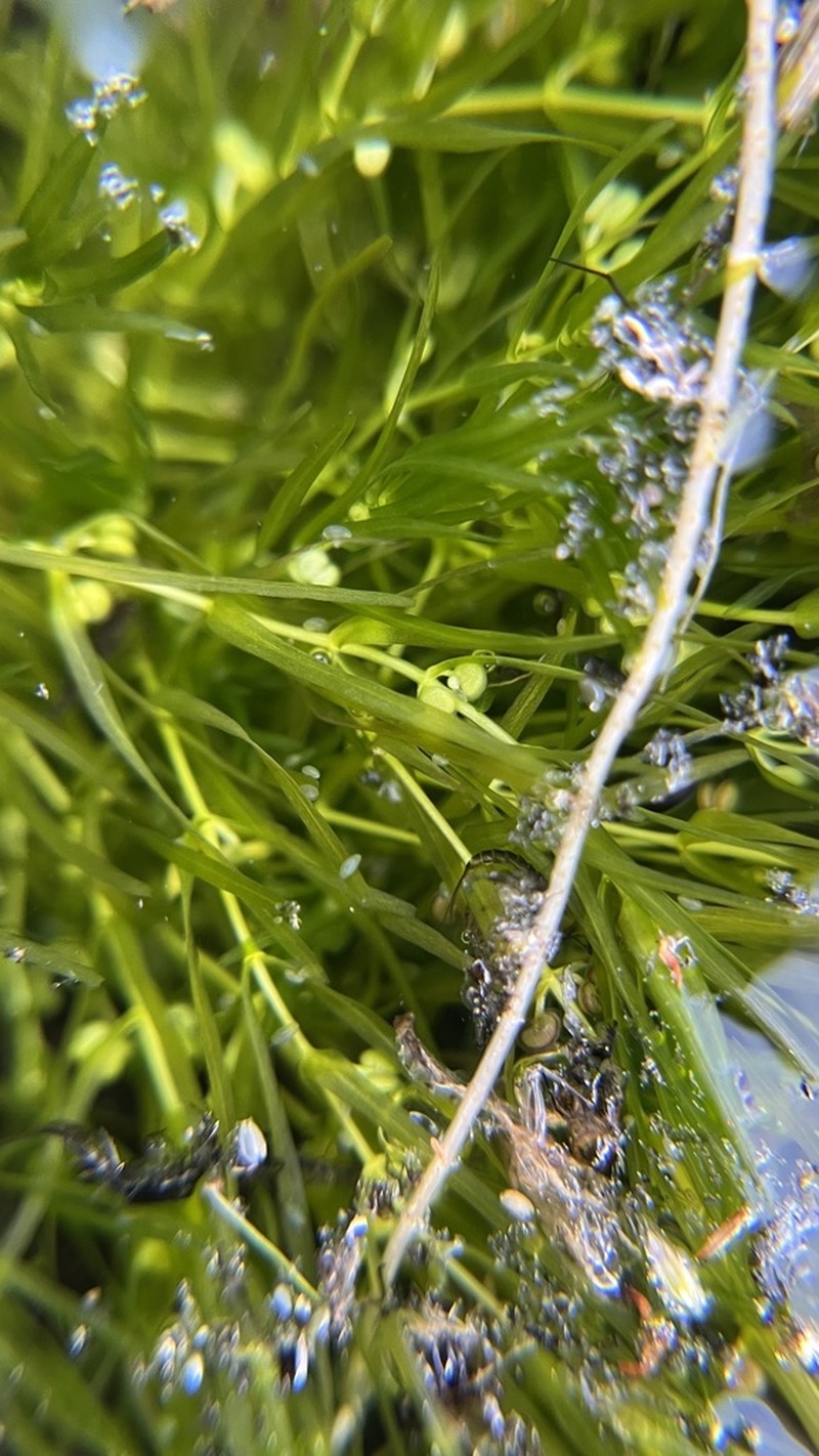 Fassett's Water-Starwort photo 6